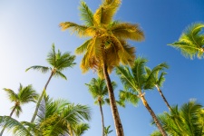Palmbomen en de blauwe hemel