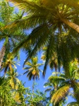 Copaci de palmier și cerul albastru