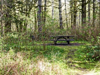 Picnic Table In The Woods