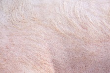 Fundal piele de porc
