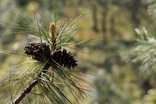 Cônes de pin à Pine Tree