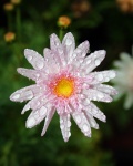 Pink daisy with water drops