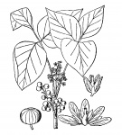 Poison Ivy Ilustracja Clipart