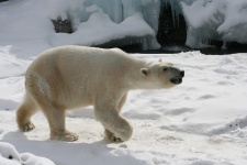 Polar Bear gyaloglás