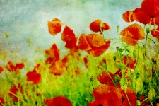 Poppy Fields Painting