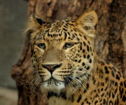 Porträtt av en leopard