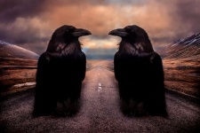 Ravens aiment