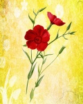 Red Flower Watercolour Background