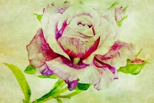 Rose Vintage Malování