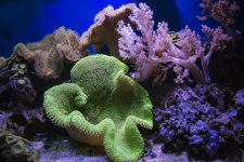 Sceny z rafy koralowej
