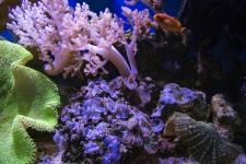 Scene de Coral Reef
