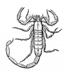Scorpion Clipart Illustration