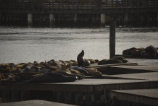 Seals Of Pier 39 San Francisco