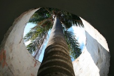 Shaft for palm tree