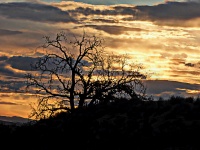 Silhouetted Oak in Early Light