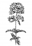 Soapwort Flower Illustration