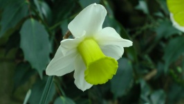 Frühlings-Narzissen-Blume
