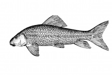 Sucker Fish Clipart Illustration