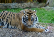 Sumatraanse tijger Portret