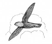 Swift Bird Clipart Illustration