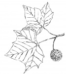 Sycamore Leaves Illustration