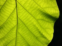 Textuur van een groen blad