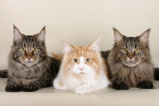 Três gatos Maine Coon
