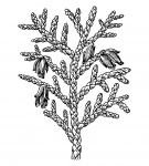 Thuja Plant Clipart Illustration