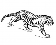 Tigru Clipart Ilustrație