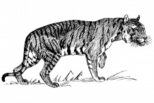 Tiger Clipart Illustration