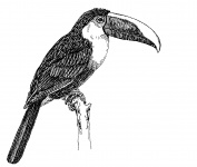 Toucan Clipart Illustration