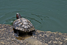 Turtle by the lake
