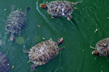 Turtles swimming