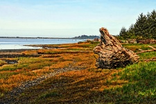 Uprooted Stump On The Marsh