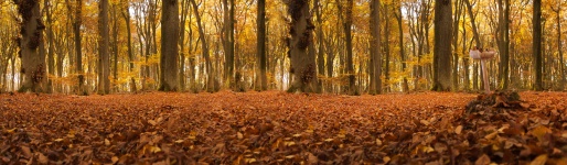 Floresta Panorama do outono