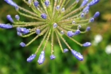 Water drops on agapanthus buds