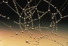 Gotas del agua en Web de araña