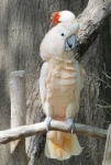 Biały kakadu portret