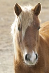 Portret Wild Horse
