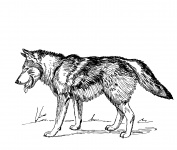Lobo Ilustraciones Ilustración