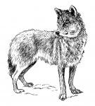 Wolf Clipart Illustration