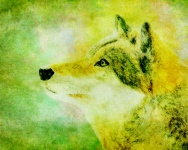 Wolf Illustratie