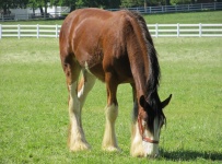 Yearling Clydesdale pascolo