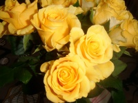 Les roses jaunes