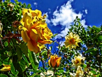 Yellow Roses and Blue Sky