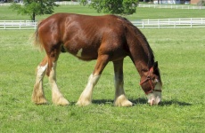 Young Clydesdale Grazing