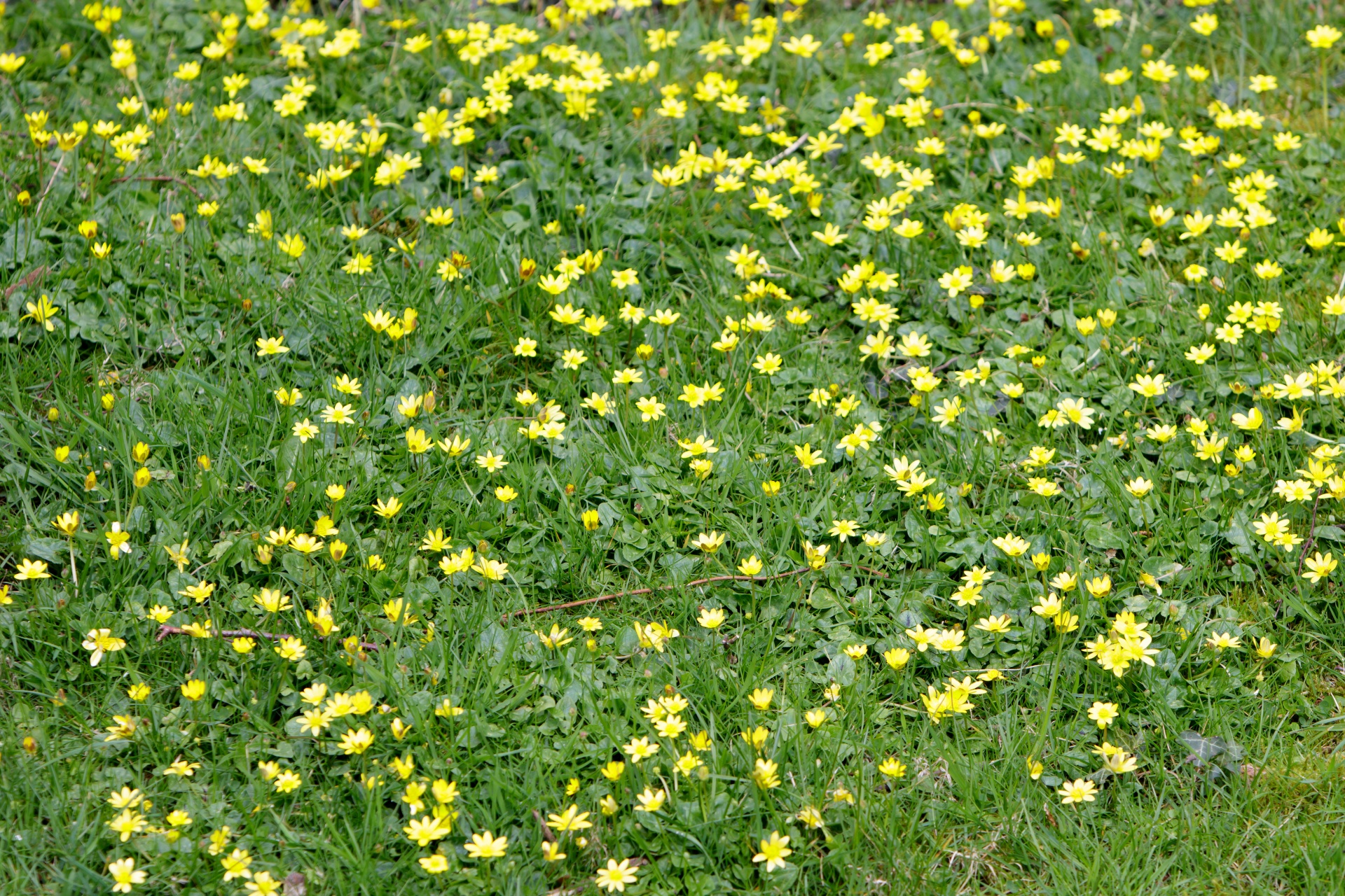 キンポウゲ草原の花