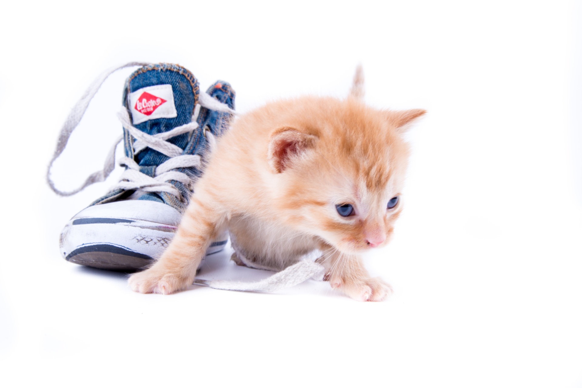 Nette kleine Katze in den Schuhen