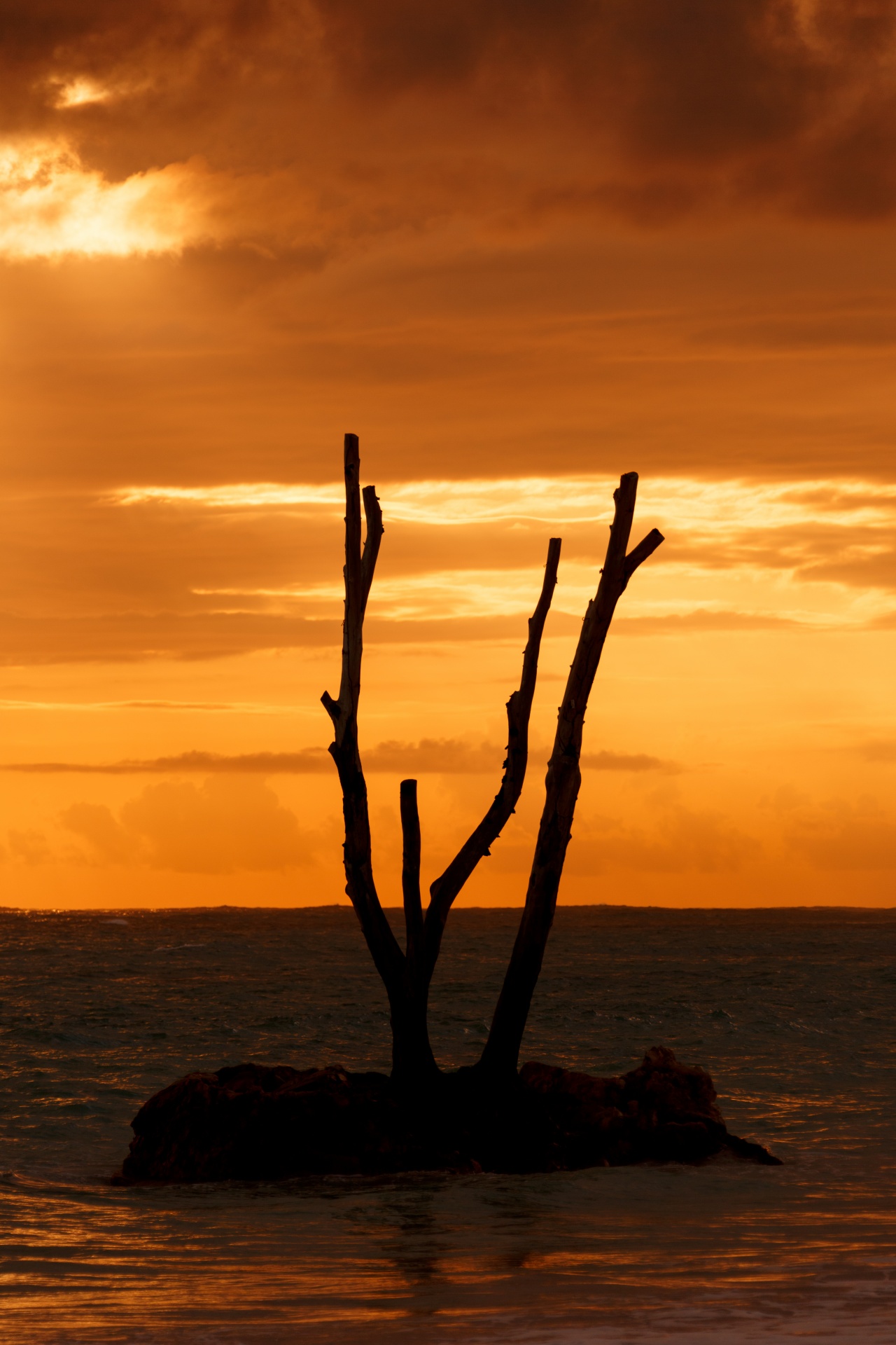 Dead Tree Silhouette At Sunset Free Stock Photo - Public Domain Pictures