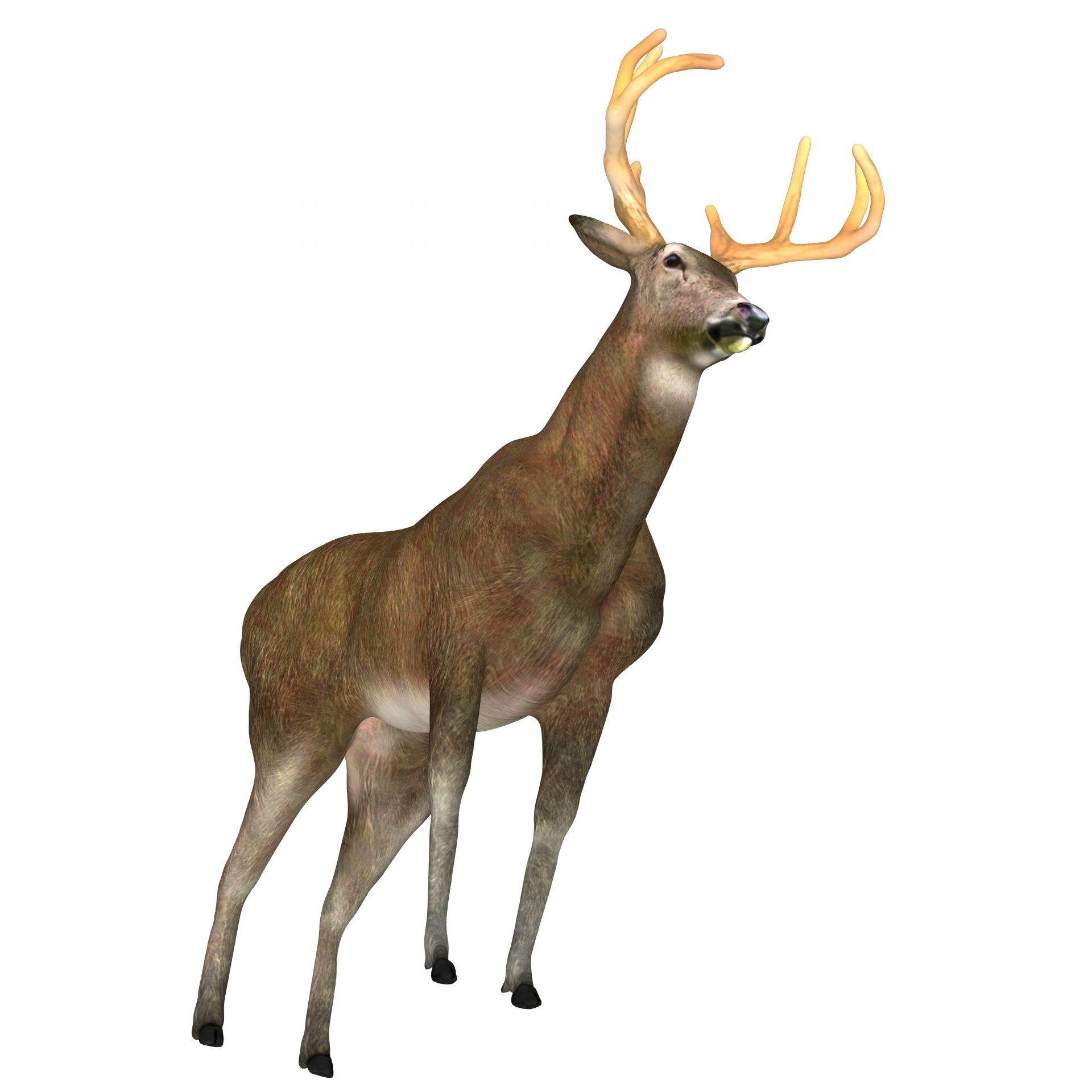 Deer Buck Free Stock Photo Public Domain Pictures